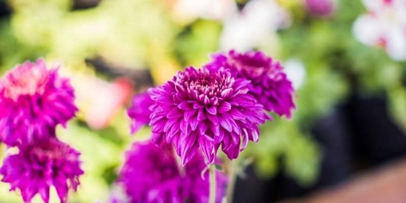 Chrysanthemum Plant