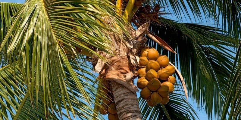 Coconut Palm Plant