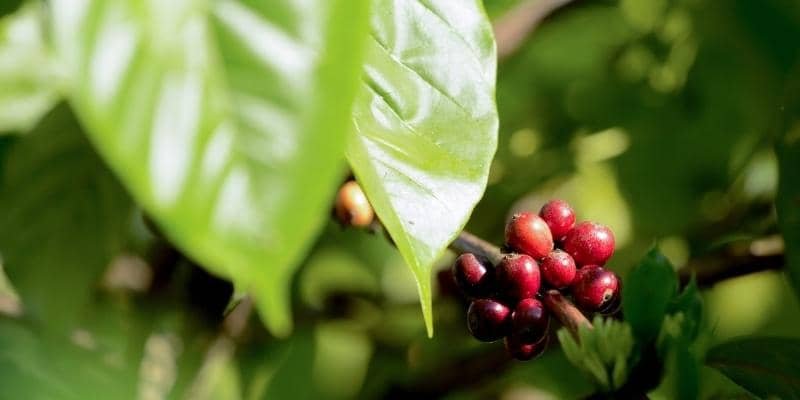 Coffee Arabica Plant