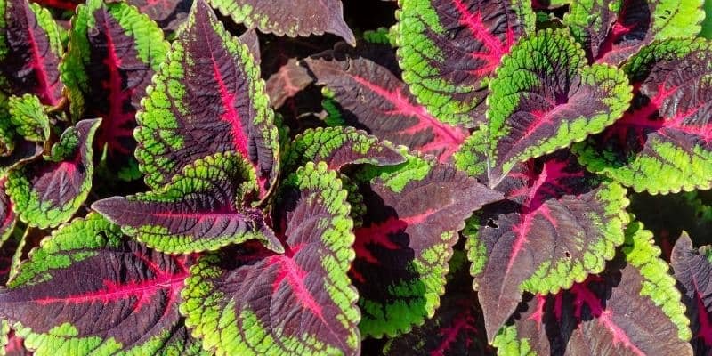 Coleus Plant