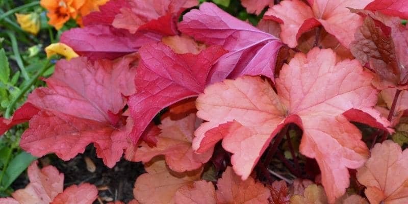 Coral Bells Plant