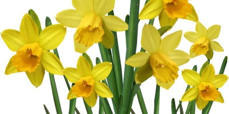 Daffodils Plant