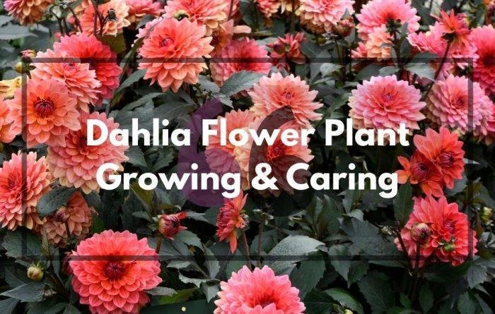 Dahlia Flower Plant Growing and Caring