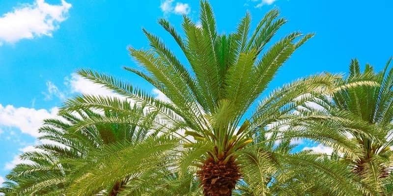 Date palm plant 