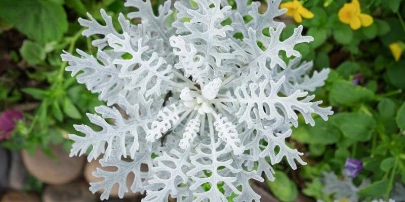 Dusty Miller Plant