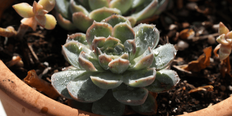 Echeveria Pegasus Plant 