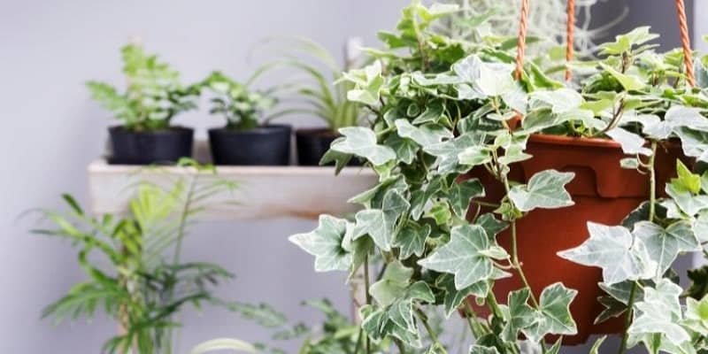 English Ivy Plant 