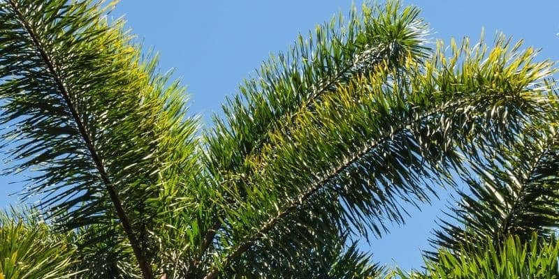 Foxtail Palm Plant