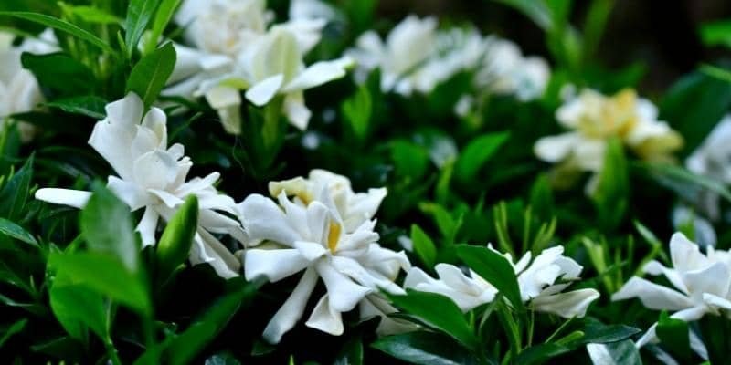 Gardenia Plant 