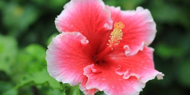 Hibiscus Plant 