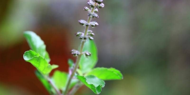 Holy Basil Plant