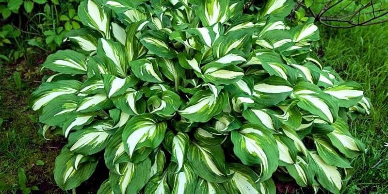 Hosta Plant