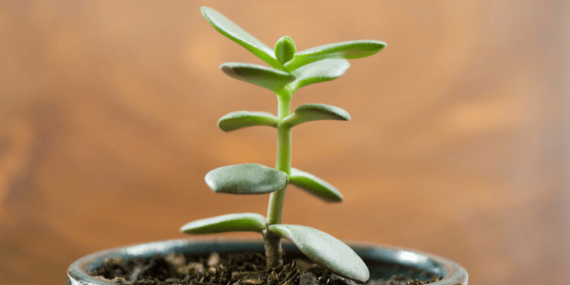 Jade plant mini