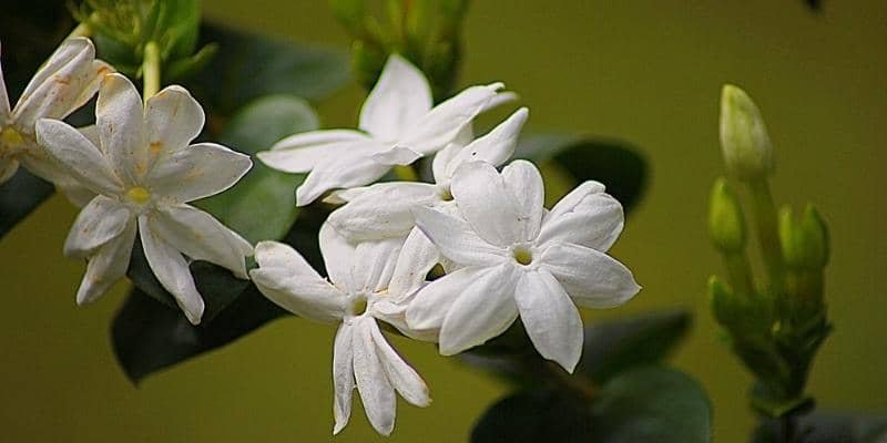 Jasmine Plant