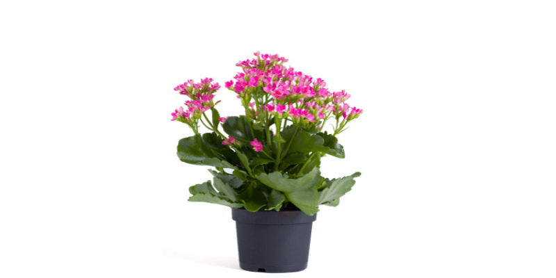 Kalanchoe plant 