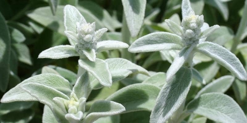 Lambs Ear Plant