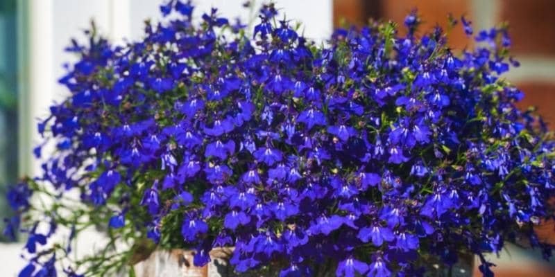 Lobelia plant