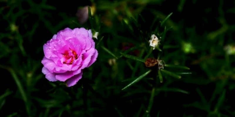 Moss Rose Plant 