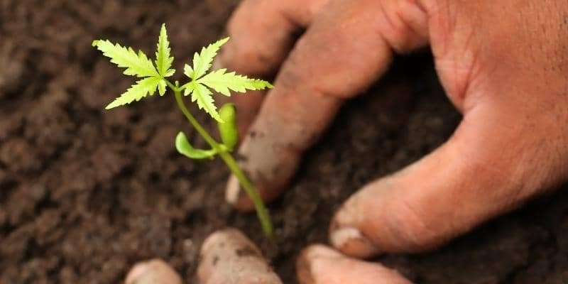 Neem Plant