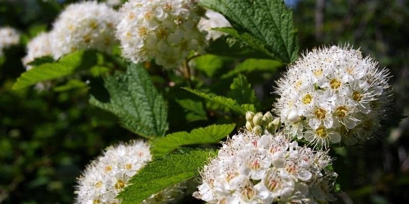 Ninebark Plant