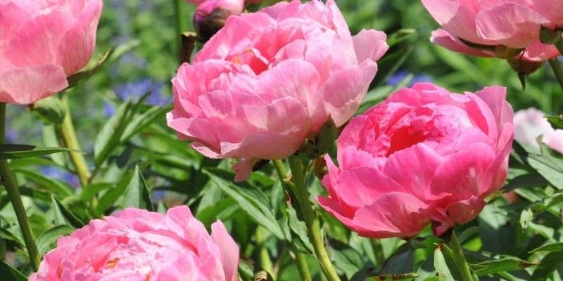 Peony Flowering Plant