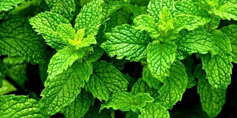 Peppermint Plant