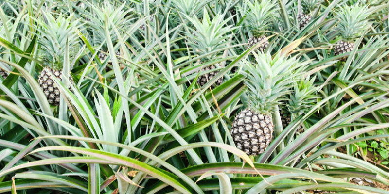 Pineapple plant