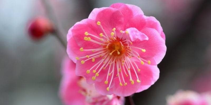 Plum Blossoms Plant 