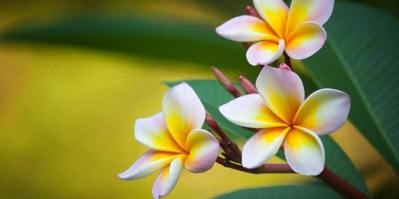 Plumeria Plant 