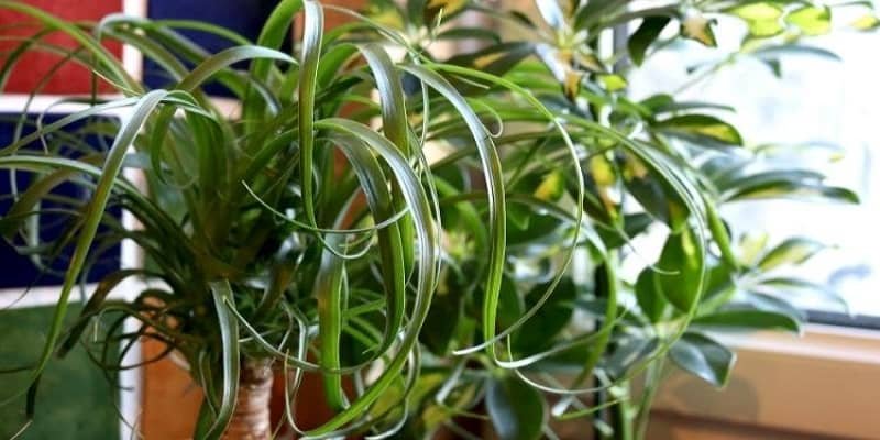 Ponytail palm plant 