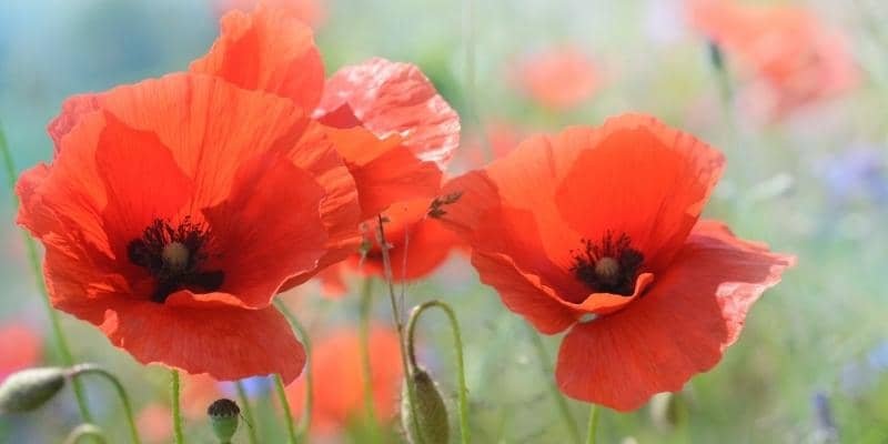 Poppy Flower Plant 