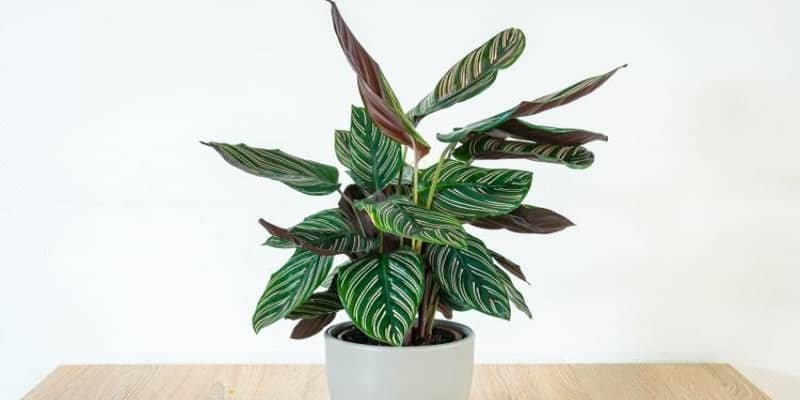 Prayer plant