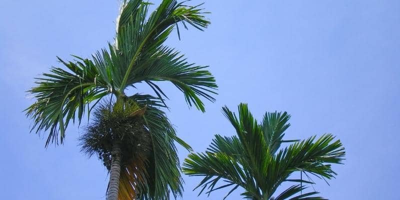 Queen Palm Plant