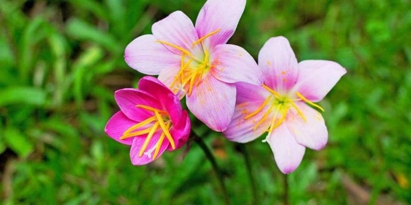 Rain lily plant 