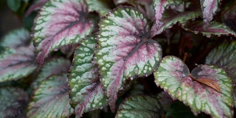 Rex Begonia Plant