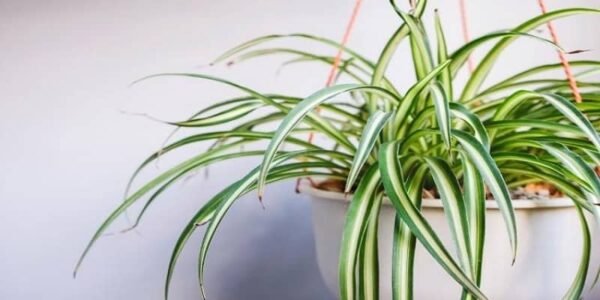 8 Best Indoor Houseplants for Oxygen in India