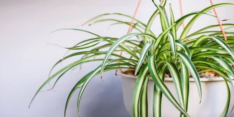 Spider Plant