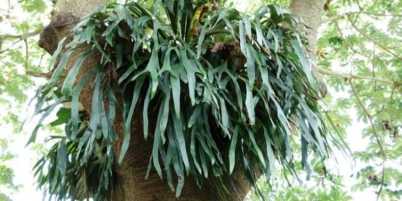 Staghorn Fern Plant 