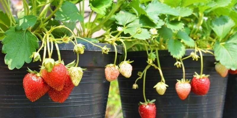 Strawberry plant