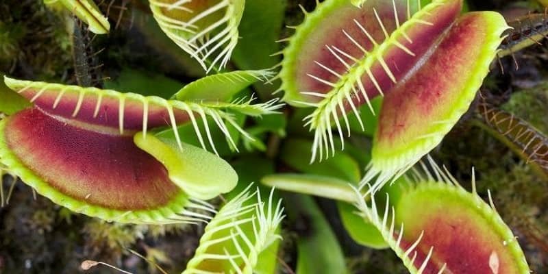 Venus flytrap plant 
