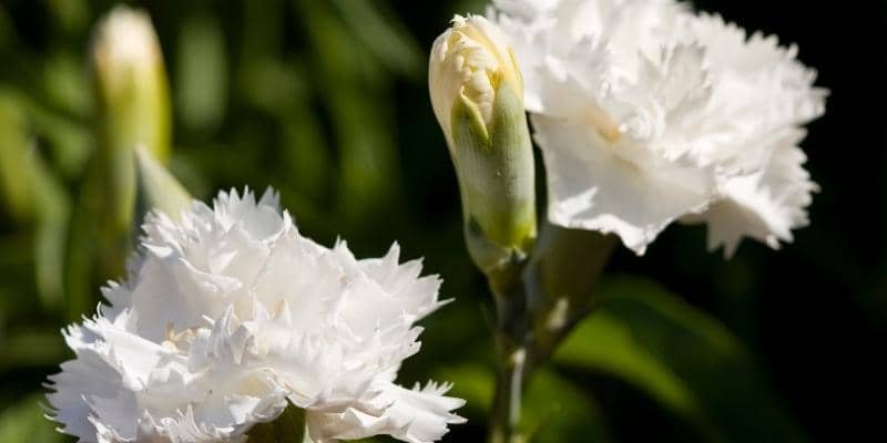White Carnation Plant 