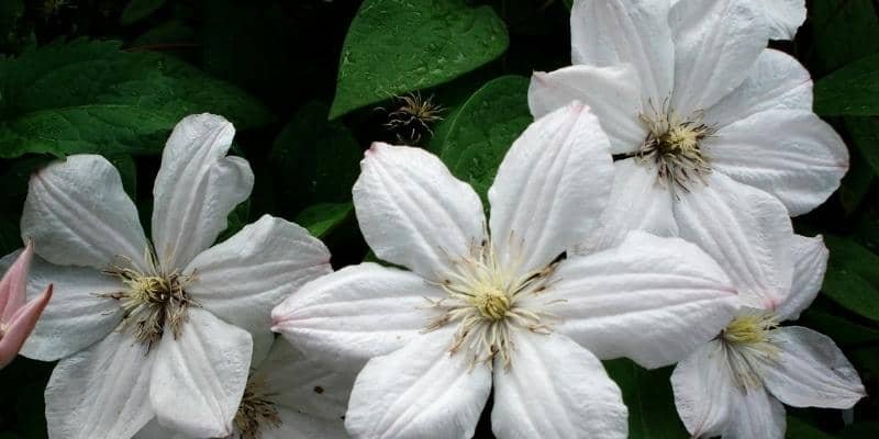 White Clematis Plant 