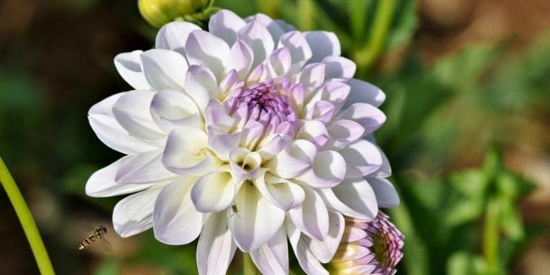 White Dahlia Flower Plant 