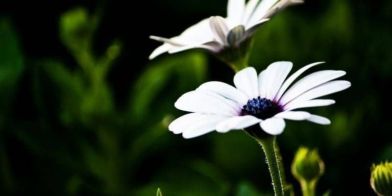 White Gerbera Daisy Plant 