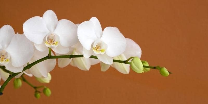 White Orchid Plant 