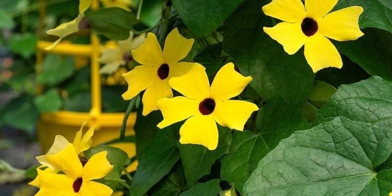 black eyed susan vine Plant 