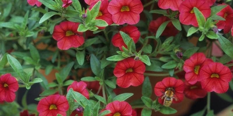 calibrachoa plant