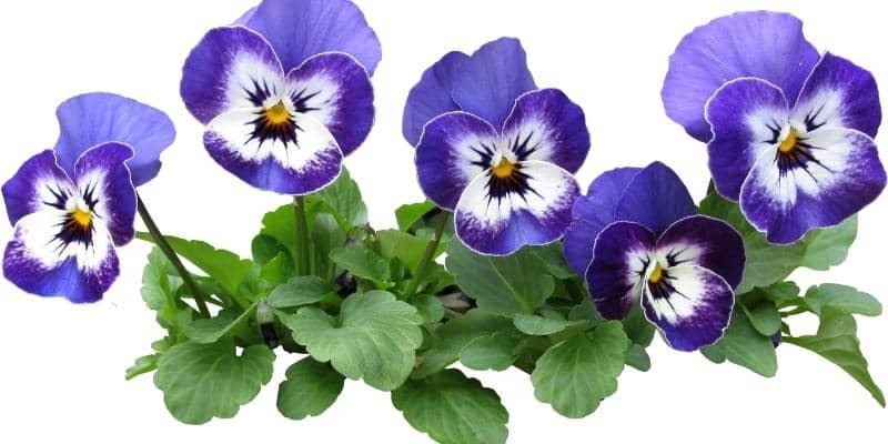10 Incredible Plants To Grow In Hanging Baskets