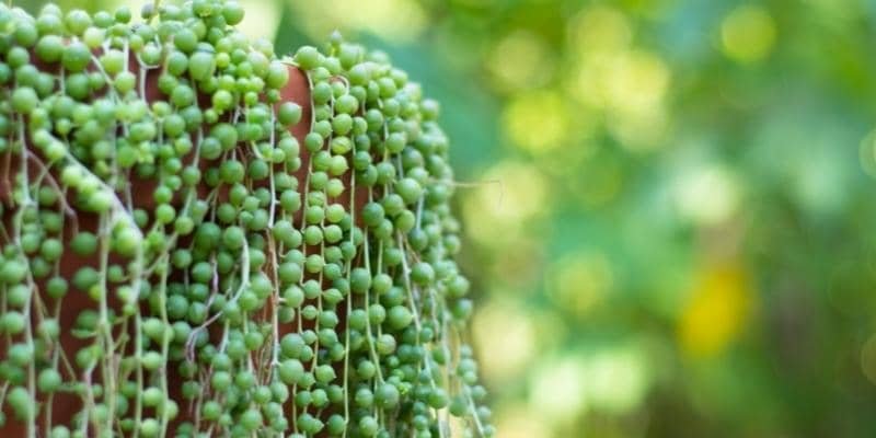 string of pearls plant