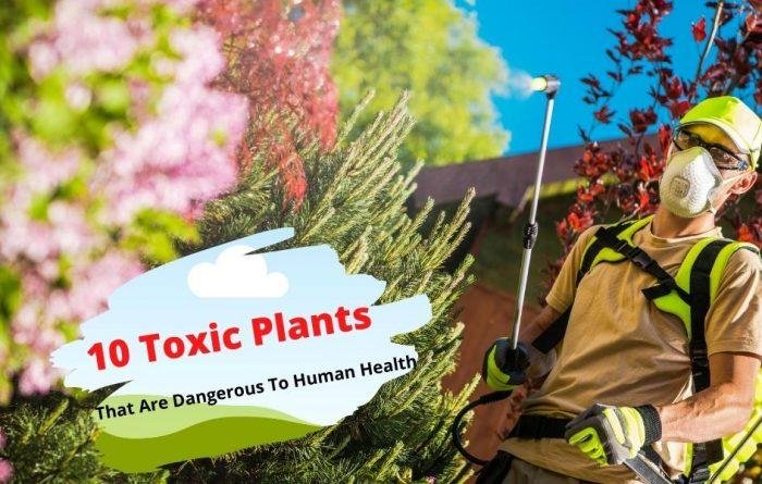 Toxic Plants for Human